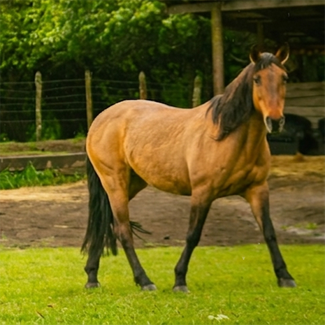 Almendra