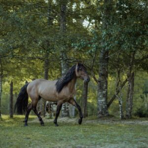 Plan Espíritu Equino (Enfocado en empresas)